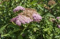 Achilles mellifluous or pink yarrow with sunrise.