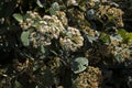 Achilles mellifluous or white yarrow with sunrise.