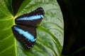 Achilles Morpho - Morpho achilles, beautiful large butterfly