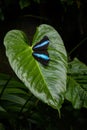 Achilles Morpho - Morpho achilles, beautiful large butterfly