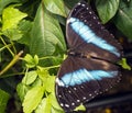 Achilles Morpho, Blue-banded Morpho butterfly Royalty Free Stock Photo