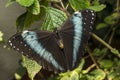 Achilles Morpho, Blue-banded Morpho butterfly