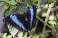 Achilles Morpho, Blue-banded Morpho butterfly Royalty Free Stock Photo