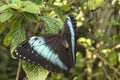 Achilles Morpho, Blue-banded Morpho butterfly