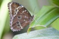 Achilles Morpho butterfly