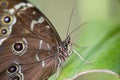 Achilles Morpho butterfly