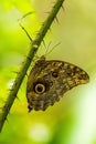 Achilles morpho butterfly on thorny green stem