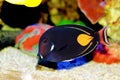 Achilles Tang - Acanthurus achilles Royalty Free Stock Photo