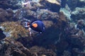 Achilles tang