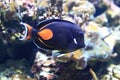 Achilles tang