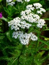 AchillÃÂ©e millefeuille Achillea millefolium Royalty Free Stock Photo