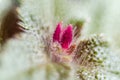 Achimenes skinneri macro Royalty Free Stock Photo