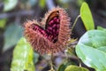 Achiote Bixa orellana is a large shrub or small tree produces spiny red fruits popularly called urucum`