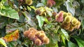 Achiote bush (Bixa orellana) in forest