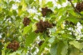 Achiote plant or Annatto plant seeds in nature, red pods are used for flavoring