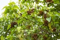 Achiote plant or Annatto plant seeds in nature, red pods are used for flavoring