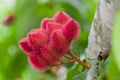 Achiote plant or Annatto plant seeds from these spiny red pods are used for flavoring and natural color, also used for