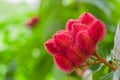 Achiote plant or Annatto plant seeds from these spiny red pods are used for flavoring and natural color, also used for