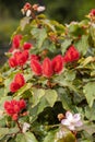 Achiote plant with flower in the garden - Bixa orellana