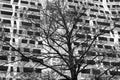 Achitectural Building Tree Rotterdam BW