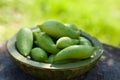 Achocha, Cyclanthera pedata healthy vegetables native to Mexico