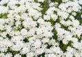 Achollea alpina Yarrow, Yarrow White in bloom