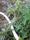 Achurum carinatum Leptysma marginicollis