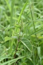 Achyranthes bidentata var. tomentosa Royalty Free Stock Photo