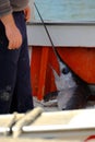 Fisherman and swordfish on a boat