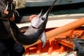 Fisherman and swordfish on a boat