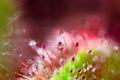 Acid drop of Sundew macro