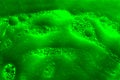 Acid green bubbles on a dirty gray background. computer processing, inversion. danger concept