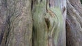 Acient Dry Forest Tree Closeup