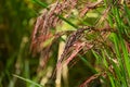 Acient rice varieties cultivation. called Kodaimai in Japan. Royalty Free Stock Photo