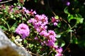 Acinos alpinus in bloom