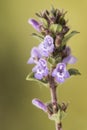 Acinos alpinus flower of the family Labiatae of soft purple or pink color