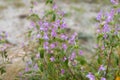 Acinos arvensis, basil thyme, spring savory flowers macro selective focus Royalty Free Stock Photo