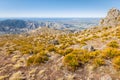 Aciphylla colensoi - giant speargrass plants growing on arid slopes of Wither Hills above Awatere Valley in Ne