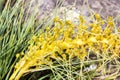 Aciphylla ferox - Fierce Speargrass Royalty Free Stock Photo