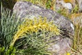 Aciphylla ferox - Fierce Speargrass Royalty Free Stock Photo