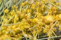 Aciphylla ferox - Fierce Speargrass Royalty Free Stock Photo