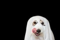 ACK RUSSELL DOG HALLOWEEN GHOST COSTUME PARTY. LINKING WITH TONGUE NOSE ISOLATED AGAINTS BLACK BACKGROUND Royalty Free Stock Photo