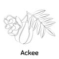 Ackee Fruit. Vector Illustration EPS.