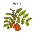 Ackee Blighia sapida , or achee, medicinal plant