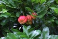 Ackee Fruit