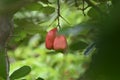 Ackee Fruits Hanging From An Ackee Tree