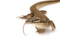 Ackie Monitor Lizard (Varanus acanthuras) Royalty Free Stock Photo