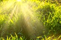 Acklit grass in summer day Royalty Free Stock Photo