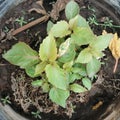 Aclypha wilkesiana growing from a cutting. Sprouting leaves.