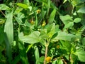 Acmella oleracea toothache plant, paracress, Sichuan buttons, buzz buttons, ting flowers, electric daisy with natural background